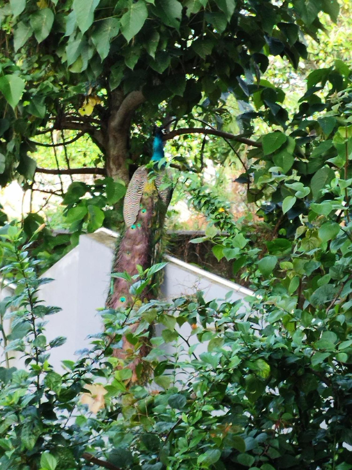 Greenview Kovalam * Thiruvananthapuram
