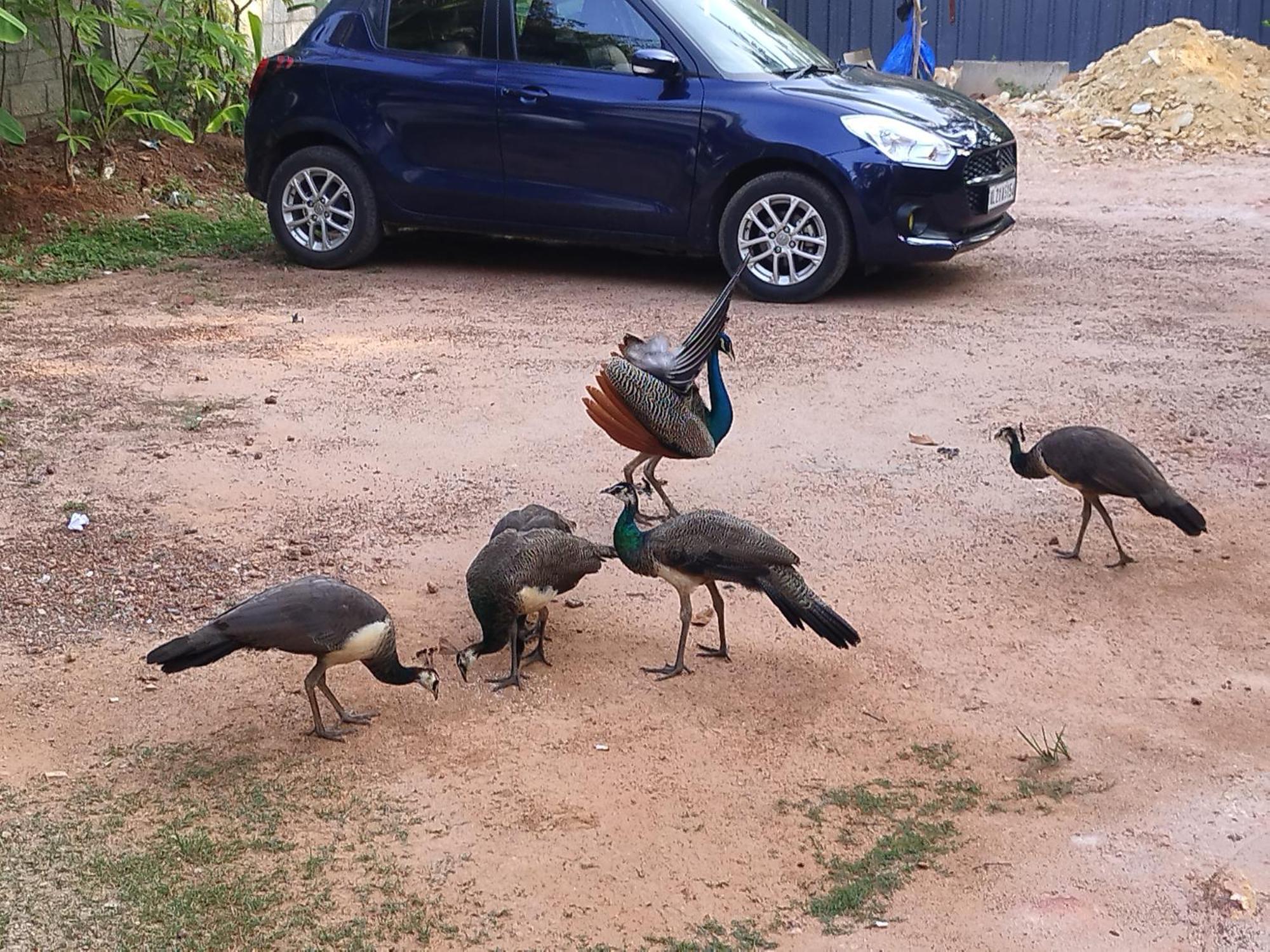 Homestay Greenview Kovalam Thiruvananthapuram