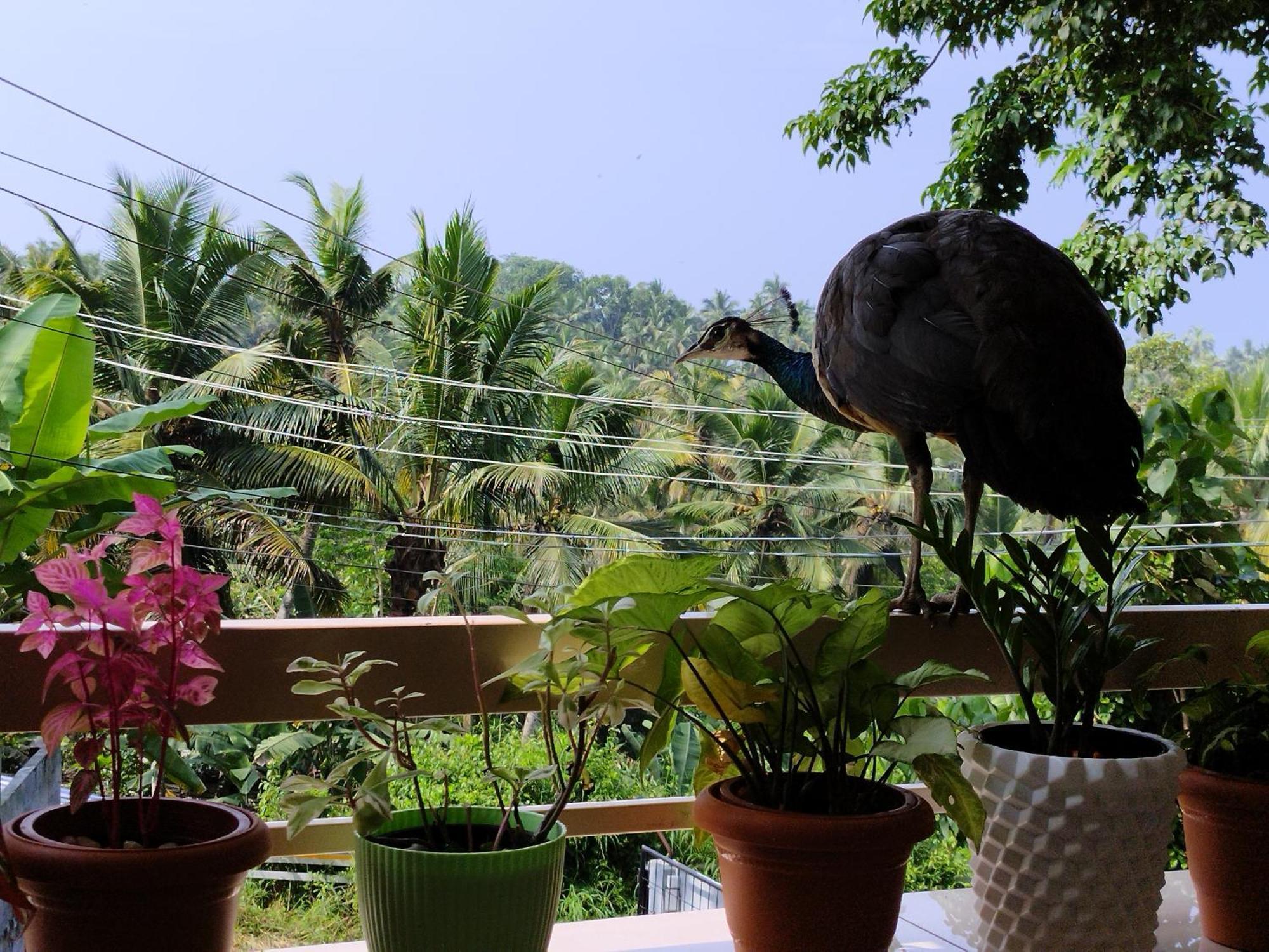 Greenview Kovalam Homestay