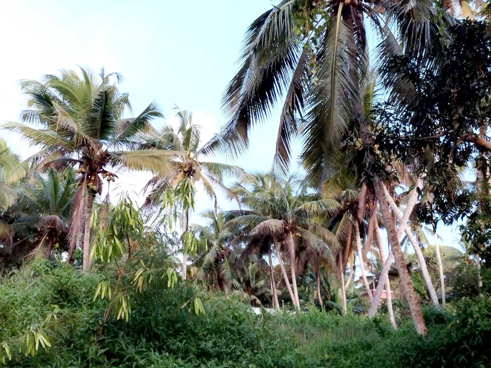 Greenview Kovalam Thiruvananthapuram