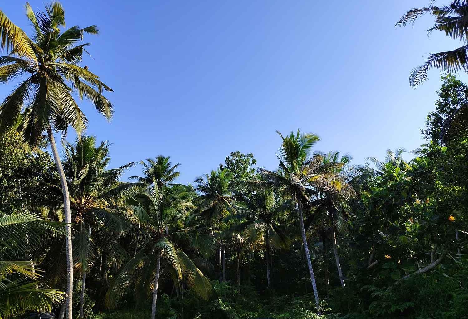 Greenview Kovalam * Thiruvananthapuram