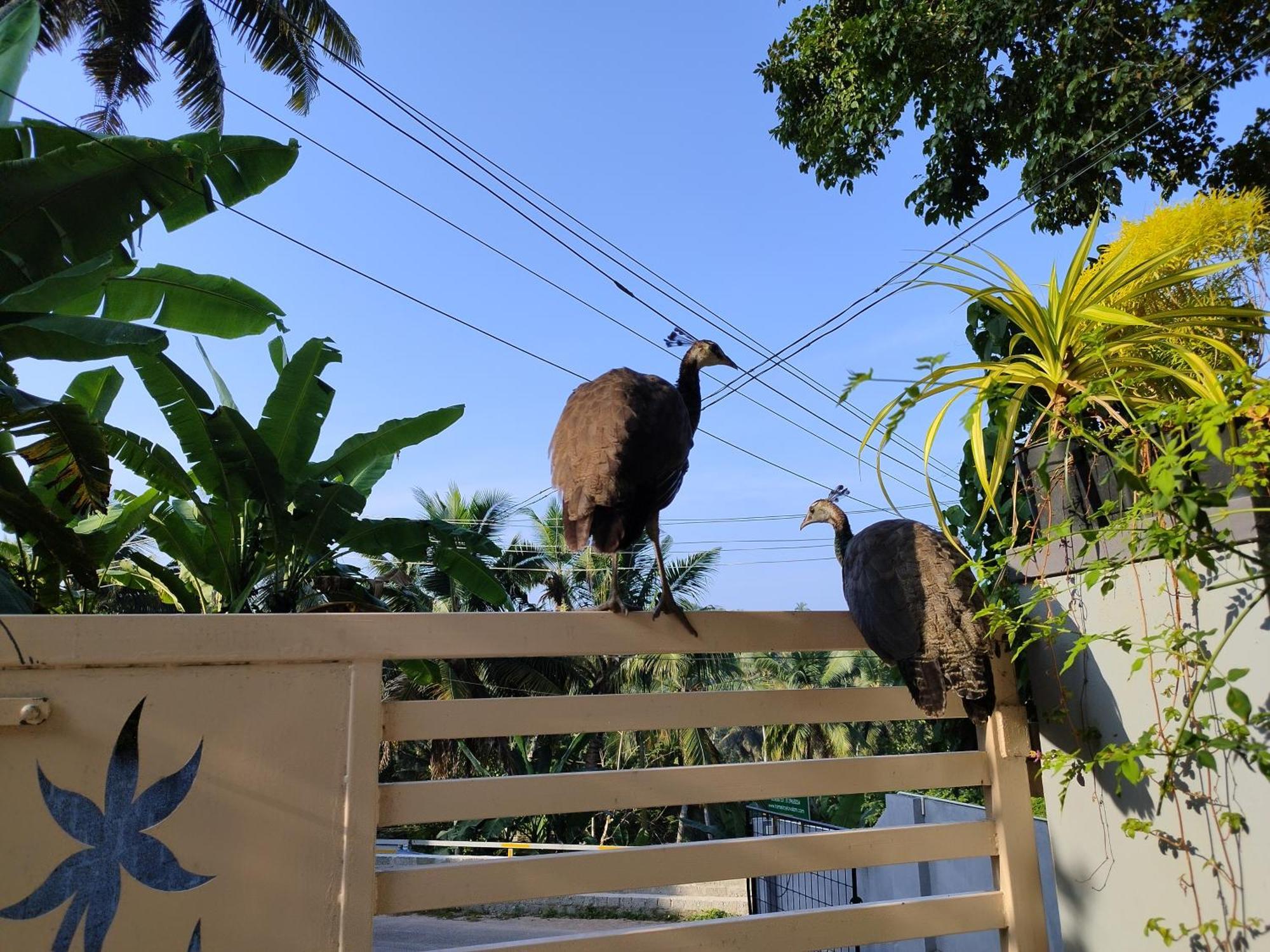 Greenview Kovalam Homestay Thiruvananthapuram